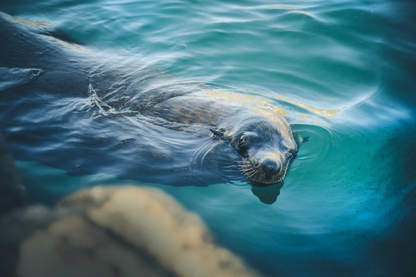 Comment préparer une expédition pour observer les lions de mer au Galápagos, Équateur ?