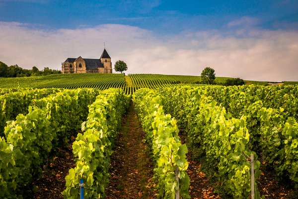 Comment organiser une visite des vignobles en Afrique du Sud sans guide touristique ?